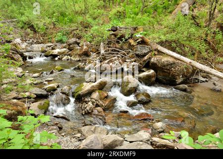 Ein stürmischer Fluss eines Gebirgsflusses, der sich um Steine mit umgestürzten Baumstämmen schlängelt, fließt durch den Sommermorgendwald hinunter. Tevenek River (dritter R Stockfoto