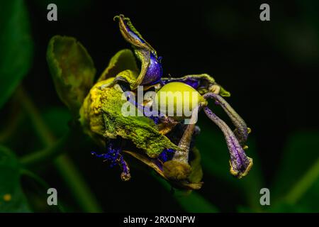 Ausgetrocknete Passionsblume selektiver Fokus Stockfoto