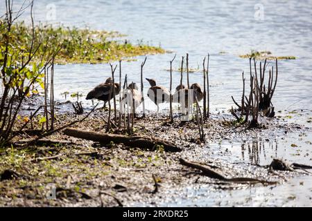 Herde von fünf jungen und erwachsenen Schwarzbauch-Pfeifenten (Dendrocygna autumnalis), die in einem Sumpfgebiet ruhen Stockfoto