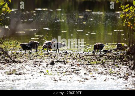 Sechs adulte und juvenile Schwarzbauch-Pfeifenten (Dendrocygna autumnalis), die sich in einem Sumpfgebiet ernähren Stockfoto