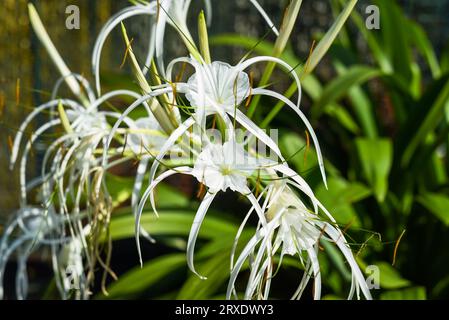 Hymenocallis littoralis oder die Strandspinnenlilie, die in Malaysia wächst Stockfoto