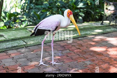 Der Gelbschnabelstorch (Mycteria ibis), manchmal auch als Holzstorch oder Holzibis in Kuala Lumpur, Malaysia, bezeichnet Stockfoto