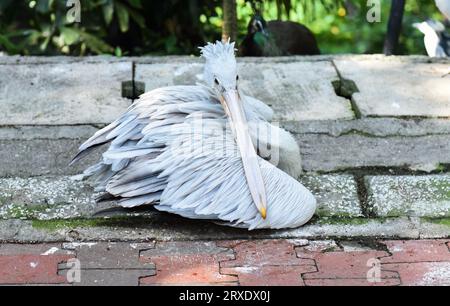 Pelikan mit pinkfarbenem Rücken, der in Malaysia ruht Stockfoto