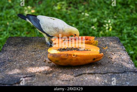 Die Kaisertaube mit Silberspitze (Ducula luctuosa), auch bekannt als weiße Kaisertaube oder Kaisertaube mit Weißspitze, die Papaya in Malaysia isst Stockfoto