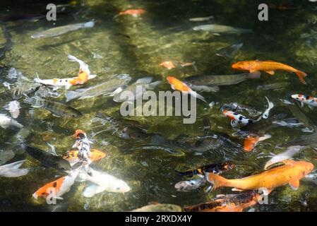 Viele Coi-Fischkarpfen schwimmen im Teich von Malaysia Stockfoto