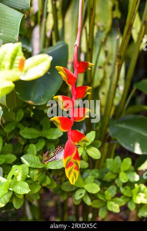 Heliconia rostrata, die hängende Hummerklaue oder falscher Paradiesvogel Stockfoto