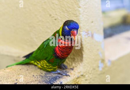 Loriini Papageien sitzen auf einer Niederlassung in Kuala Lumpur, Malaysia Stockfoto