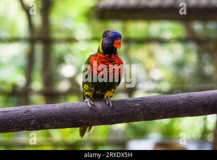 Loriini Papageien sitzen auf einer Niederlassung in Kuala Lumpur, Malaysia Stockfoto