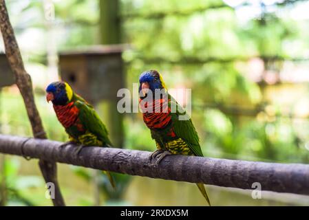 Loriini Papageien sitzen auf einer Niederlassung in Kuala Lumpur, Malaysia Stockfoto