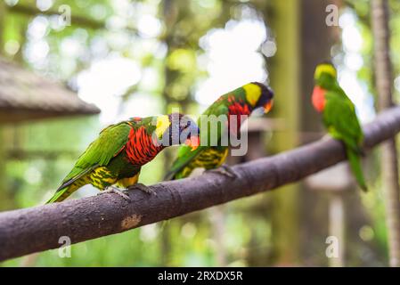 Loriini Papageien sitzen auf einer Niederlassung in Kuala Lumpur, Malaysia Stockfoto