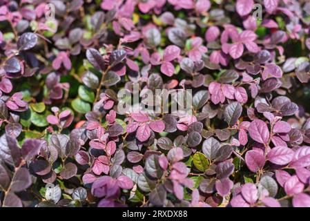 Chinesische Fransenblüten wachsen in Malaysia Stockfoto