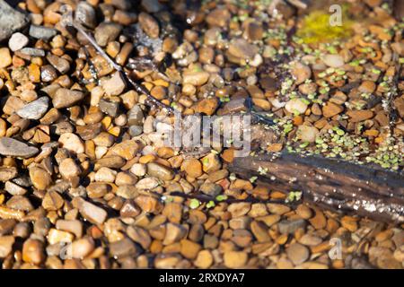 Blanchard's Cricket Frosch (Acris blanchardi) auf Felsen in der Nähe von Flachwasser Stockfoto