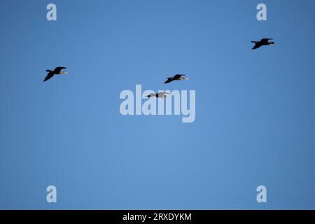 An adult double-crested cormorant (Phalacrocorax auritus) leading a formation of three double-crested cormorants Stockfoto