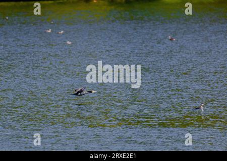 Der große Kormoran, Phalacrocorax carbo, auch bekannt als der große schwarze Kormoran, in einem Fluss Stockfoto