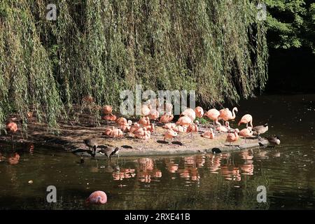 Bilder aus dem Zoo in Dortmund im Spätsommer Stockfoto