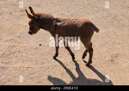 Bilder aus dem Zoo in Dortmund im Spätsommer Stockfoto