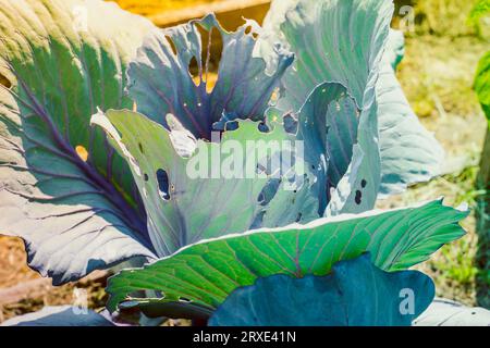 Raupen verursachten im Sommer schwere Schäden am Blaukohl, der im Hausgarten wächst Stockfoto