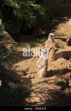 Bilder aus dem Zoo in Dortmund im Spätsommer Stockfoto