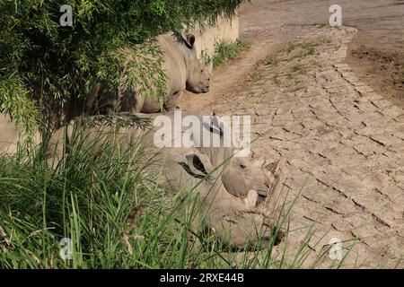 Bilder aus dem Zoo in Dortmund im Spätsommer Stockfoto