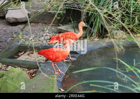 Bilder aus dem Zoo in Dortmund im Spätsommer Stockfoto