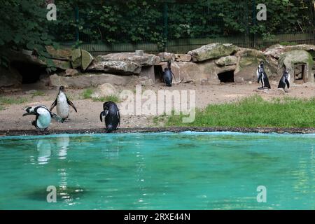 Bilder aus dem Zoo in Dortmund im Spätsommer Stockfoto