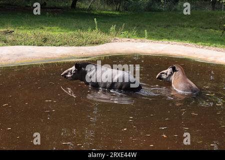 Bilder aus dem Zoo in Dortmund im Spätsommer Stockfoto