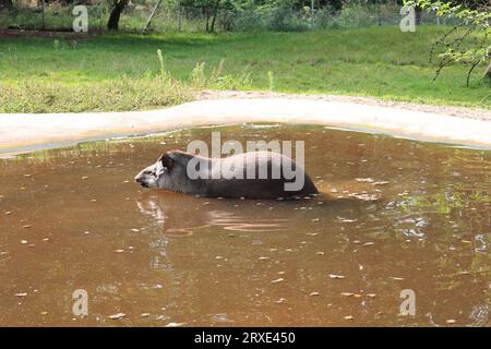 Bilder aus dem Zoo in Dortmund im Spätsommer Stockfoto