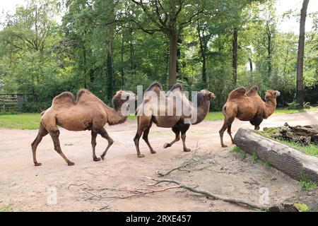 Bilder aus dem Zoo in Dortmund im Spätsommer Stockfoto