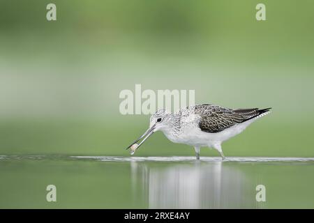 Jagd auf Garnelen, der gemeine Grünschinken in der Frühjahrssaison (Tringa nebularia) Stockfoto