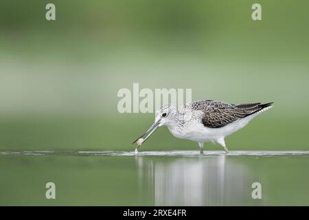 Jagd auf Garnelen, der gemeine Grünschinken in der Frühjahrssaison (Tringa nebularia) Stockfoto