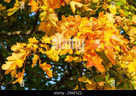Ahornblatt in Herbstfarben ein sonniger Tag Stockfoto