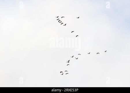 Kraniche fliegen in den Himmel Stockfoto