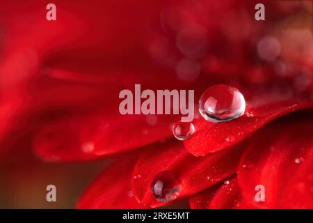 Rote Gerbera-Blüten mit Wassertropfen aus nächster Nähe. Makrofotografie von Gerbera-Blütenblättern mit Tau. Stockfoto