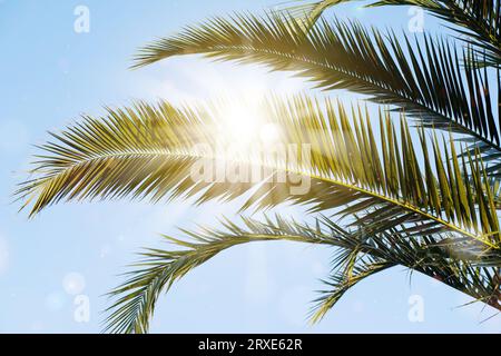 Sonnenstrahlen durch die Palmenblätter über dem blauen Himmel. Sonnenuntergang im Sommer. Feiertage und Sommer Hintergrund. Stockfoto
