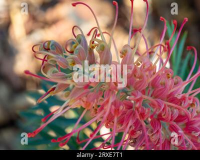 Gelbe und rote Blume von Grevillea Loopy Lou im australischen Küstengarten Stockfoto