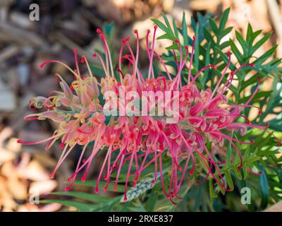 Gelbe und rote Blume von Grevillea Loopy Lou im australischen Küstengarten Stockfoto