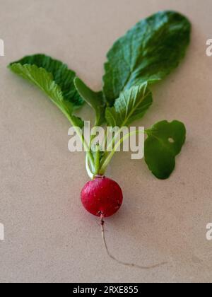 Ein einzelner roter Rettich mit grünen Blättern auf einer hellen Küchenbank, frisch aus dem Gemüsegarten gezogen Stockfoto