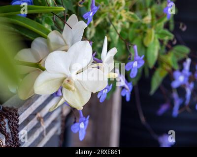 Blumen, weiße Vanda-Orchideen und lila malvenfarbene nickende Veilchen mit grünen Blättern, die über den Rand der Töpfe fallen Stockfoto