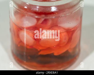 Eingelegte Radieschen in einem Glas mit Salzlösung, rotes, weißes Fruchtfleisch Cherry Belle Varietät, hausgemacht im Gemüsegarten Stockfoto