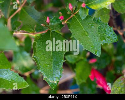 Rote Blüten, die auf den traditionellen stechelförmigen Blättern der stechpalme Fuchia wachsen, Nahaufnahme mit Wassertropfen, in einem australischen Küstengarten Stockfoto