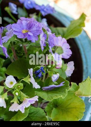 Die lila Primula blüht in einem blau-grünen Keramiktopf Stockfoto