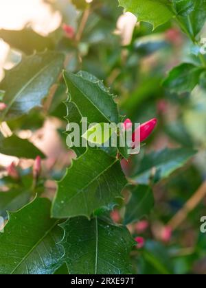 Rote Blüten, die auf den traditionellen, spitzen stechpalmen geformten Blättern der stechpalme Fuchia in einem australischen Küstengarten blühen Stockfoto