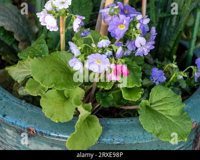 Die lila Primula blüht in einem blau-grünen Keramiktopf Stockfoto
