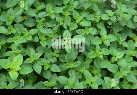 Oregano, Origanum vulgare Pflanzen, Draufsicht. Oregano ist ein kulinarisches Kraut. Stockfoto