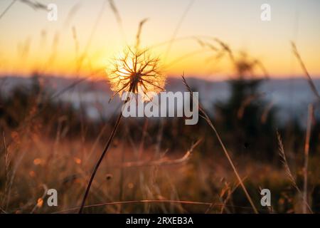 Morgendämmerung in den ukrainischen Karpaten. Die Sonne scheint durch den Löwenzahn. Natürlicher Hintergrund. Stockfoto