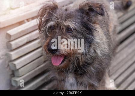 Obdachlose Mongrel-Unterschlupf auf der Straße. Ein Hund, der auf einer Holzbank im Freien sitzt. Pflege von Langpelztieren. Haustiere lieben, fürchten, Welpen Adoptionskonzept. Einsam Stockfoto