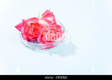 Make-up-kosmetisches Mittel, rosa Rosen in einer Petrischale. Bio-Naturkosmetik-Konzept. Starke Schatten, Draufsicht, Kopierraum. Stockfoto