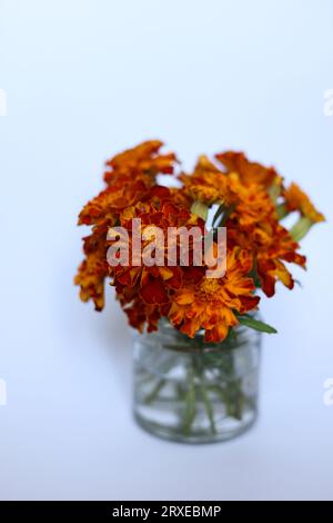 französische Ringelblumen in einem Glas mit weißem Hintergrund Stockfoto