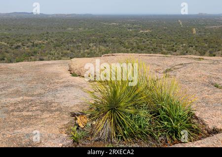 Texas Sotol Yucca-Kakteen wachsen auf dem Granitberg, der als Enchanted Rock bekannt ist und sich in einem Texas State Park befindet Stockfoto