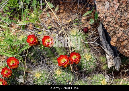Nahaufnahme eines rot blühenden Igelkaktus, der auf einem Naturpfad im Enchanted Rock State Park, Texas, wächst Stockfoto